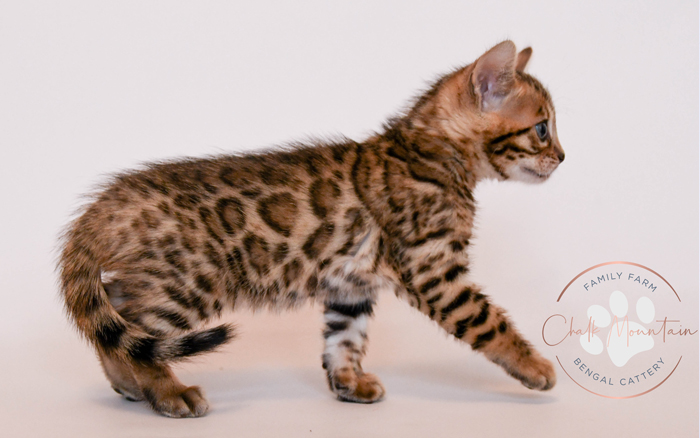 Bengal kitten for sale